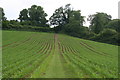 Converging lines by the footpath to Amberley in BN18 9NT