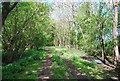 Footpath in the woods in RH12 3SH