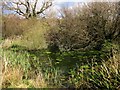 Pond near Chantry Farm in DT8 3ER