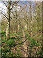Footpath to Buckham Down in DT8 3ER