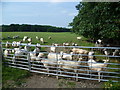Sheep by Westwell Lane in TN25 4NF