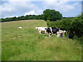 Cattle at Dean Court in TN25 4NJ