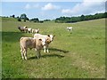 Calves near Dean Court in TN25 4NJ