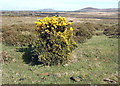 Gorse topiary and distant peaks in SA41 3TH
