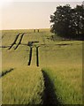 Tramlines in barley, Warren Down in SP2 8PJ