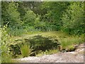 Pond in Broxbourne Wood in SG13 8NZ
