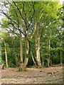 Hornbeams and stumps: ride restoration, Northaw Great Wood in EN6 4BQ