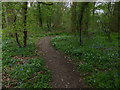 Path through Math Wood in Thurlby