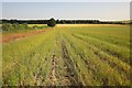Harvested field on Homington Down in SP5 4JP
