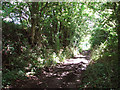 Blyford Lane in Blyford