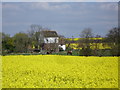 Rape field looking north to Evegate mill in TN25 7DX