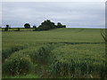 Crop field near Crowle in DN17 4SE