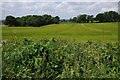 Field at Cooper's Green in HR7 4BF