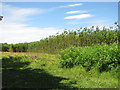 Willow tree plantation in NR15 2JJ