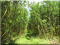 Footpath through willow plantation in NR15 2JJ