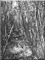View into willow plantation in NR15 2JJ