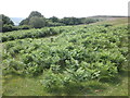 Bracken covered hillside in TA4 4AD