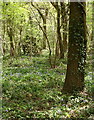 Early Bluebells in Dicker`s Wood in TN25 7JR