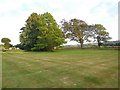 Trees at Ringmer Park in BN8 5SE