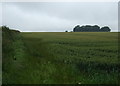 Crop field west of High Street in LN8 3UX