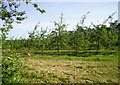 Orchard near Pembridge in HR6 9HB
