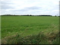 Crop field, Stallingborough Top Farm in DN37 8DP