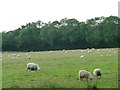 Sheep, south-west of Brick Kiln Farm in GU32 1JP
