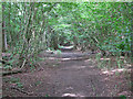 Path in Garnetts Wood in CM6 1ND