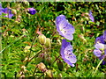 Wild Geraniums in WR10 2NP