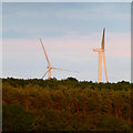 Wind turbines behind Cut's Wood in Rainworth North & Rufford Ward