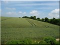 Corner of a large wheatfield, south of Gullet Wood in GU34 5QD