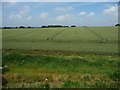 Wheatfield with uncultivated margin, south of Gullet Wood in GU34 5QD