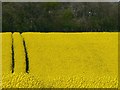 Oilseed rape crop, Littlecote Park Farm, near Froxfield in RG17 0SS