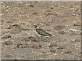 Lapwing [Vanellus vanellus] in Galashiels and District Ward