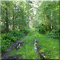 Track in Stapleford Wood in LN6 9LE