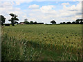 Wheat field by Debden Road in CB11 3JS
