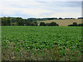 Sugar beet by Wicken Road in CB11 3UG