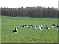 Cattle by Kirkland Cottage in DG6 4NW