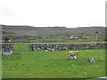 Sheep pasture at Fferm Blaen-y-cae Farm in Llanddeiniolen Community