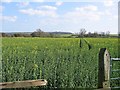 Rape Field adjacent Whitewell House Farm in Shincliffe