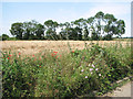 Crop field south of Malthouse Lane in NR29 5AN