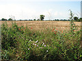 Crop field near Starkings Farm in NR29 5AE