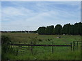 Grazing near Cookshill in ST11 9EL