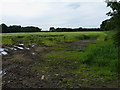 Field of barley east of Stretton Park in ST19 9LH