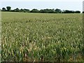 Wheatfield, south of Hunton Grange Farm in SO21 3PZ