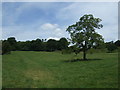 Farmland north of Hollington Road in ST10 4SB