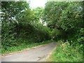 Barrington Hill Road passing a small wood in TA19 9NR
