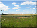 Wheat crop field in Bexwell in PE33 9FH