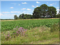 Sugar beet crop field beside New Road in PE33 9FH