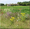 Wild flowers beside New Road in PE38 9GA